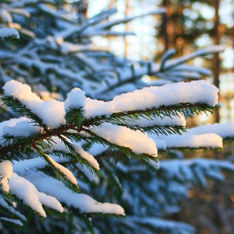 Snow